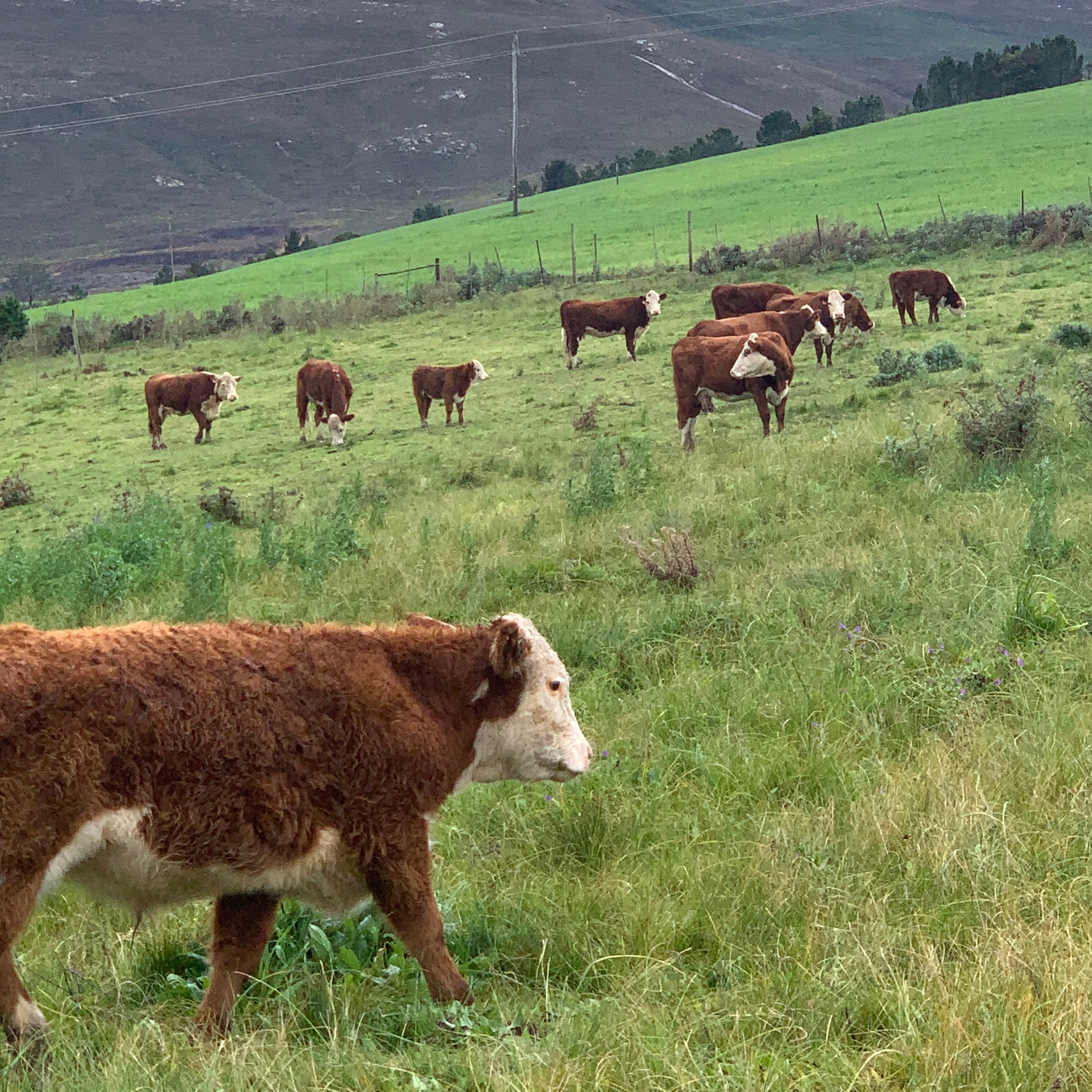 Graze, Wander & Rest